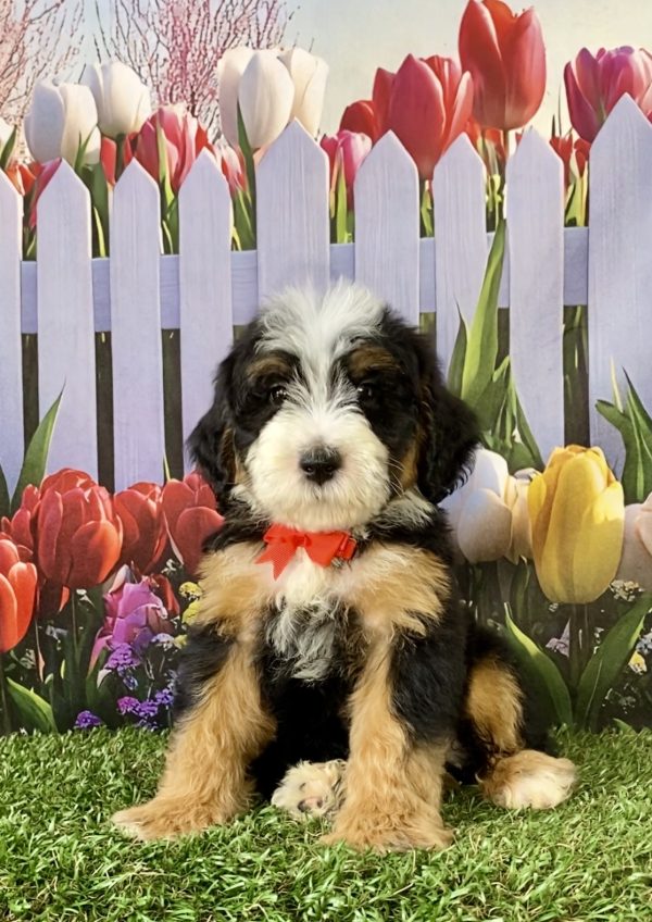 Mr. Scout the F2 Mini-Bernedoodle puppy