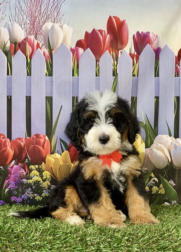 Photo of Mr. Scout the F2 Mini-Bernedoodle puppy