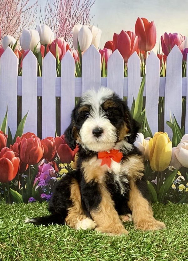 Photo of Mr. Scout the F2 Mini-Bernedoodle puppy