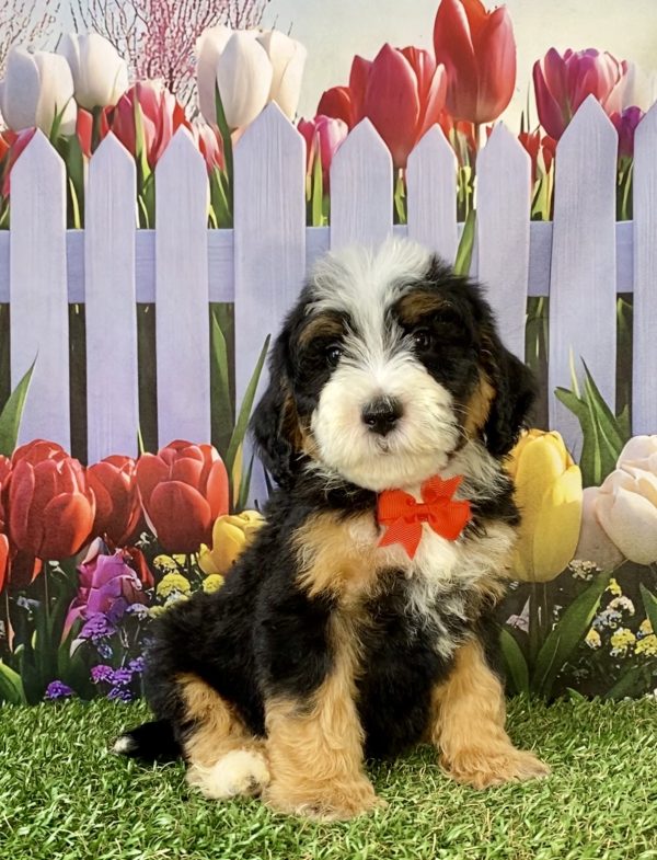 Photo of Mr. Scout the F2 Mini-Bernedoodle puppy