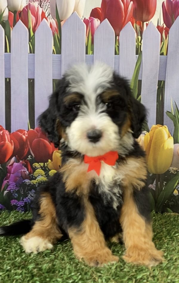 Photo of Mr. Scout the F2 Mini-Bernedoodle puppy