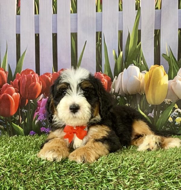 Photo of Mr. Scout the F2 Mini-Bernedoodle puppy
