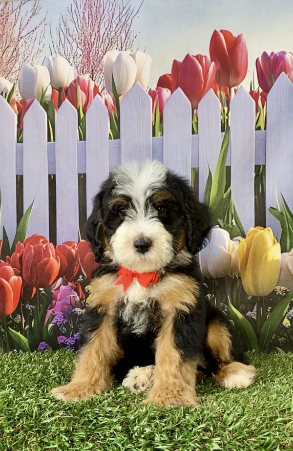 Photo of Mr. Scout the F2 Mini-Bernedoodle puppy