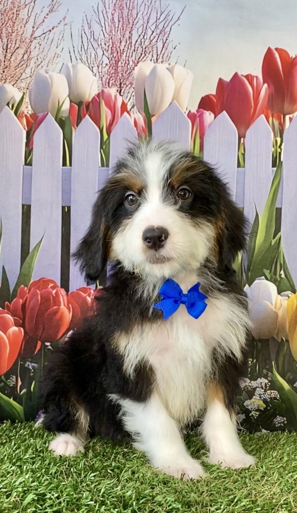 Mr. Silvan the F2 Mini-Bernedoodle puppy