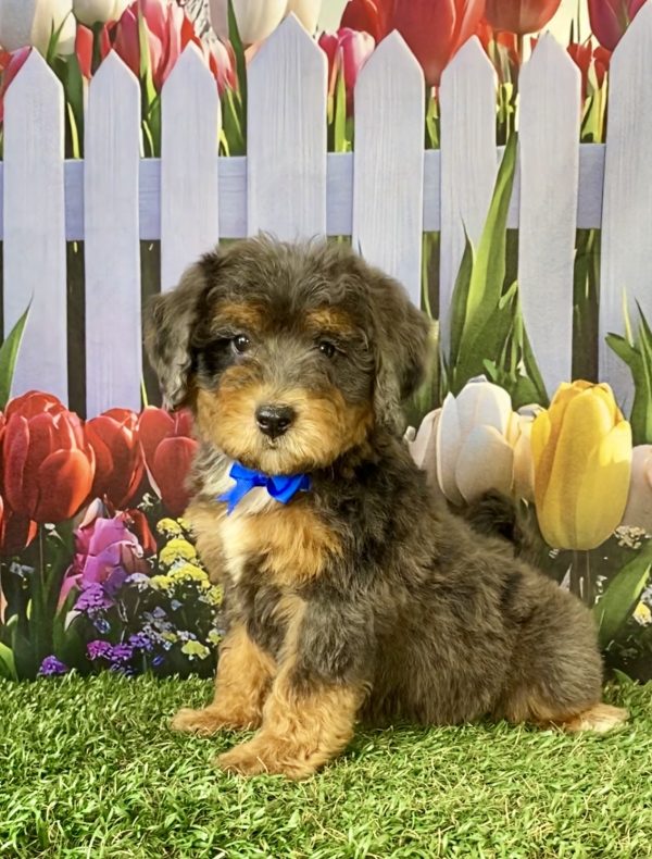 Mr. Skip the F2 Mini-Bernedoodle puppy