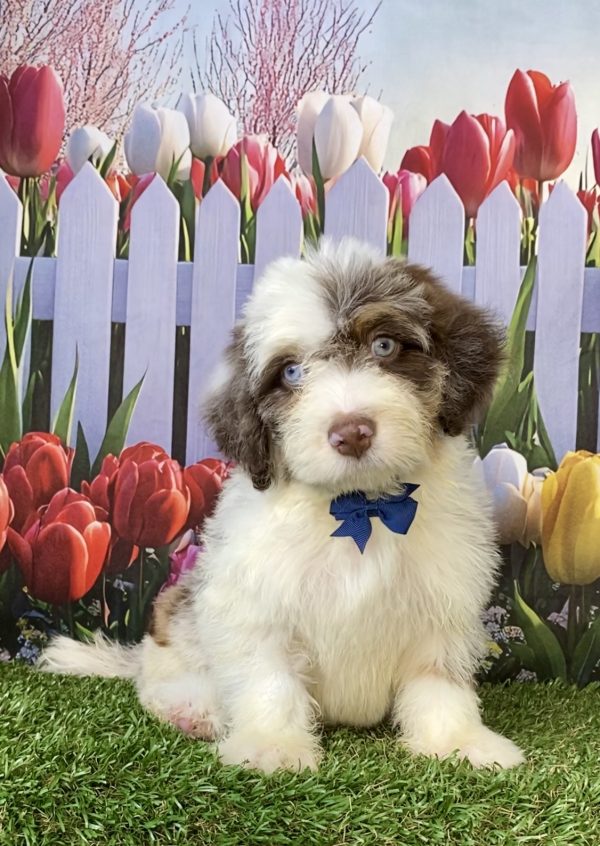 Mr. Tacoma the F2 Mini-Bernedoodle puppy