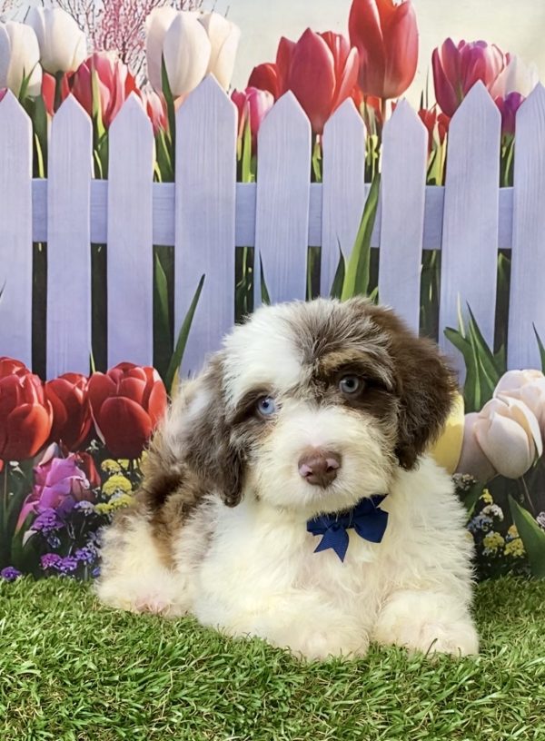 Photo of Mr. Tacoma the F2 Mini-Bernedoodle puppy