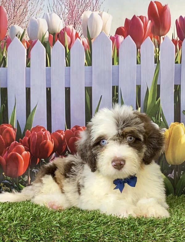 Photo of Mr. Tacoma the F2 Mini-Bernedoodle puppy