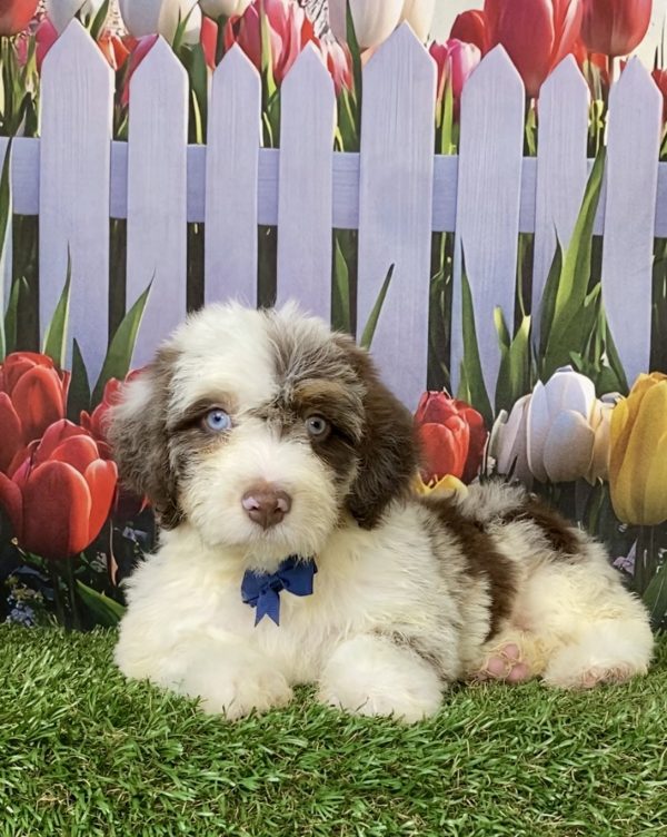 Photo of Mr. Tacoma the F2 Mini-Bernedoodle puppy