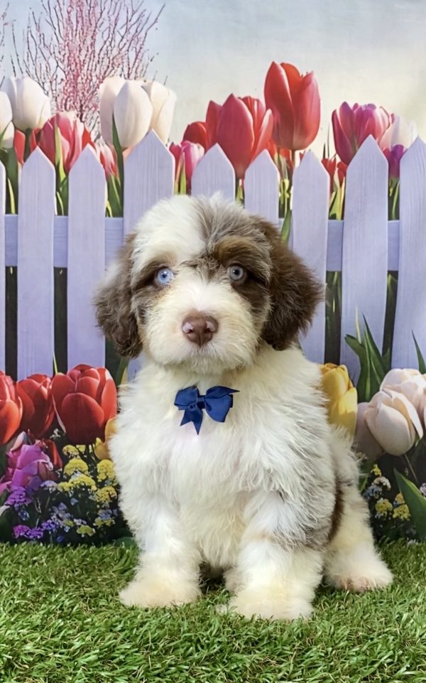 Photo of Mr. Tacoma the F2 Mini-Bernedoodle puppy