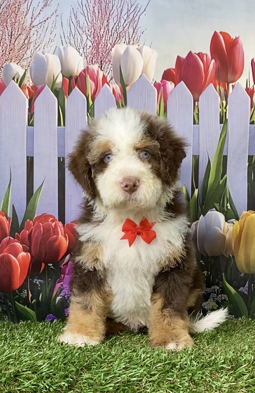 Photo of Mr. Titan the F2 Mini-Bernedoodle puppy