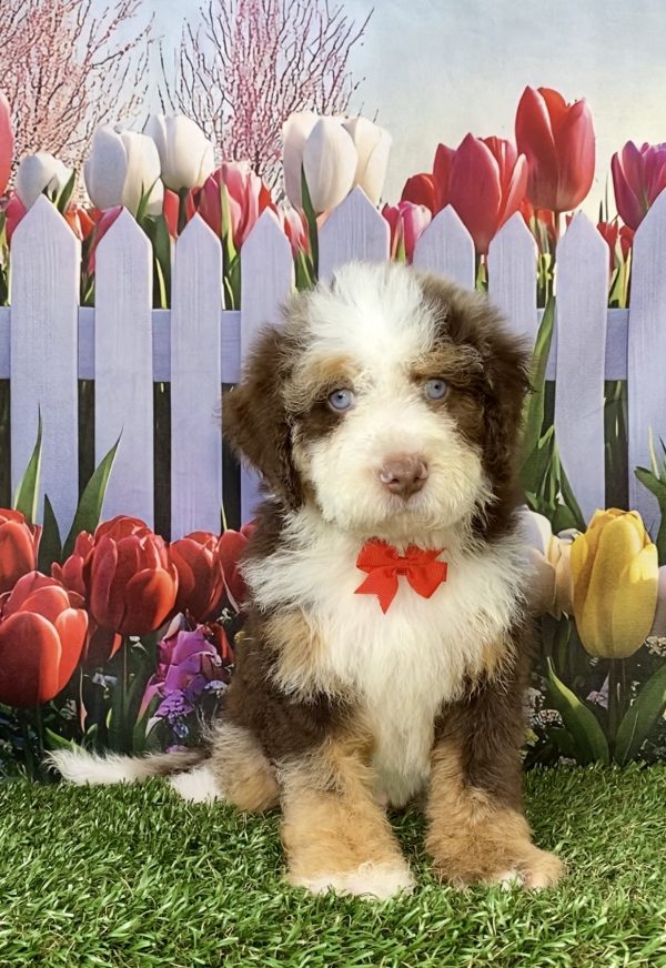 Photo of Mr. Titan the F2 Mini-Bernedoodle puppy