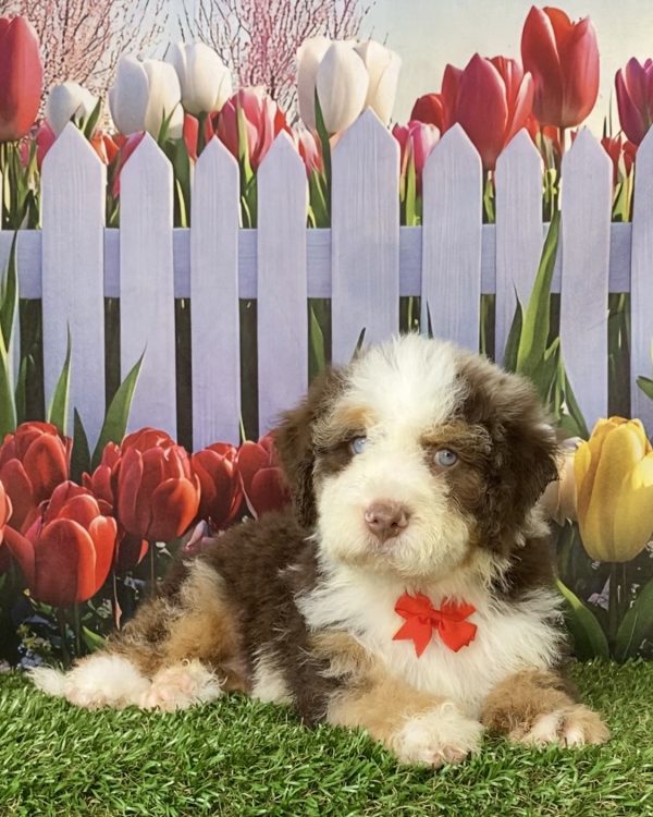 Photo of Mr. Titan the F2 Mini-Bernedoodle puppy