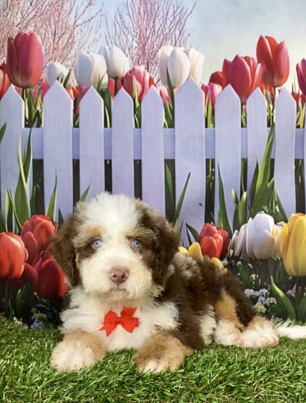 Photo of Mr. Titan the F2 Mini-Bernedoodle puppy