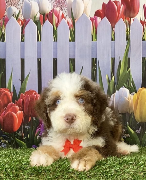 Photo of Mr. Titan the F2 Mini-Bernedoodle puppy