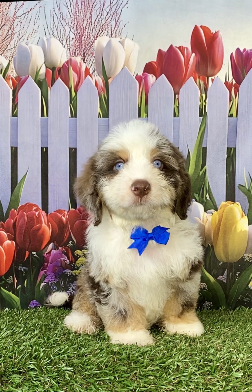 Photo of Mr. Toyota the F2 Mini-Bernedoodle puppy