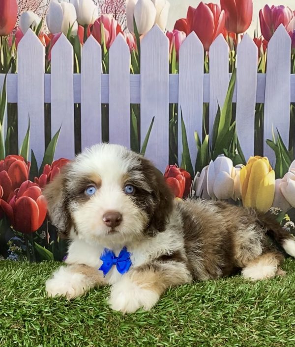 Photo of Mr. Toyota the F2 Mini-Bernedoodle puppy