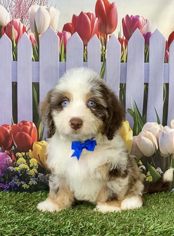Photo of Mr. Toyota the F2 Mini-Bernedoodle puppy