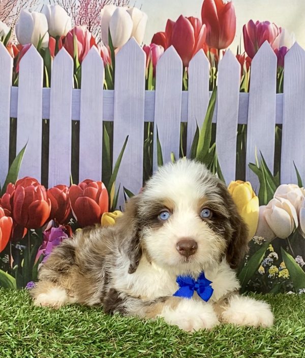 Photo of Mr. Toyota the F2 Mini-Bernedoodle puppy