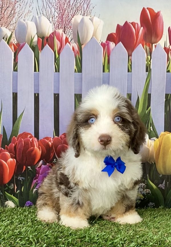 Photo of Mr. Toyota the F2 Mini-Bernedoodle puppy