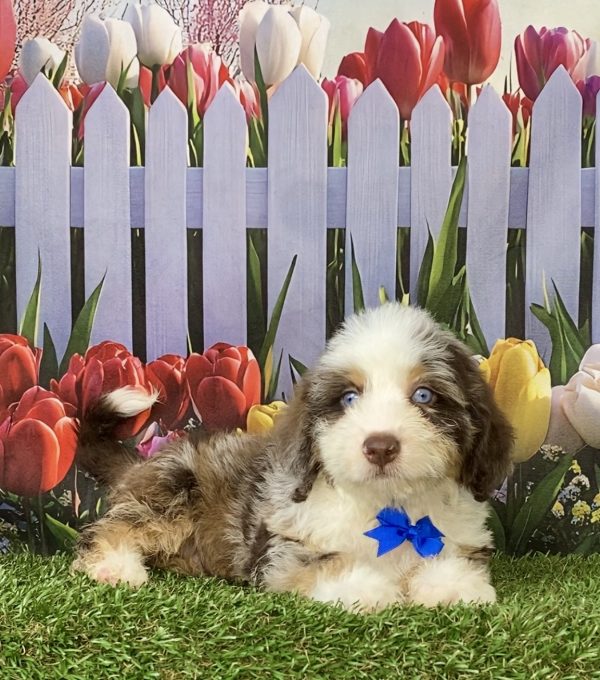 Photo of Mr. Toyota the F2 Mini-Bernedoodle puppy