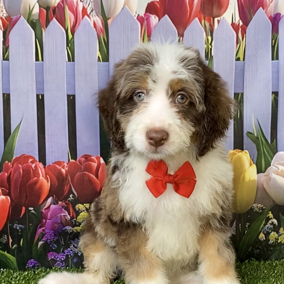 Mr. Tundra The Chocolate Merle F2 Mini-Bernedoodle | The Bernedoodles