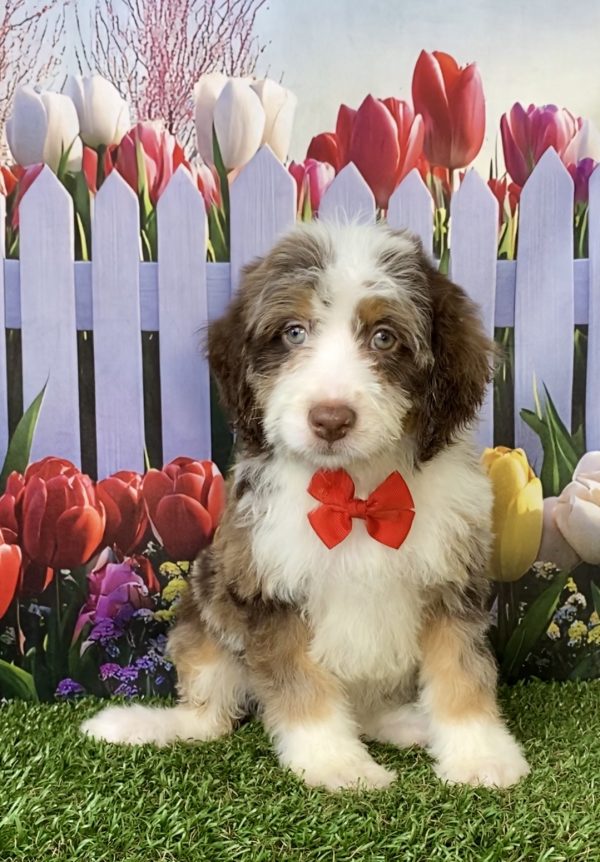 Mr. Tundra the F2 Mini-Bernedoodle puppy