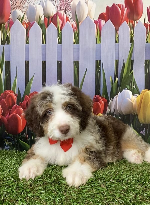 Photo of Mr. Tundra the F2 Mini-Bernedoodle puppy