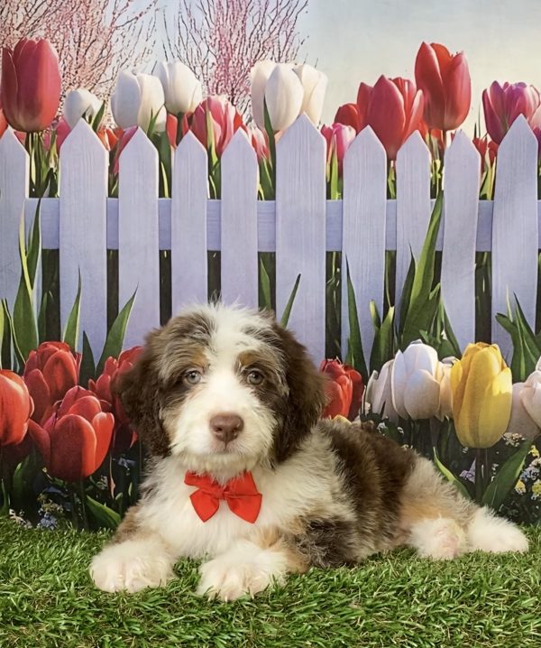 Photo of Mr. Tundra the F2 Mini-Bernedoodle puppy
