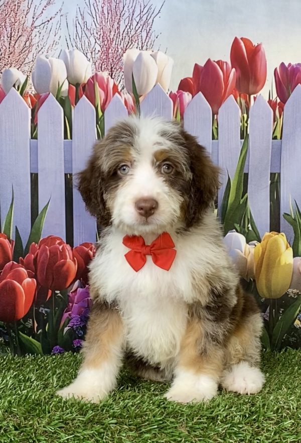 Photo of Mr. Tundra the F2 Mini-Bernedoodle puppy