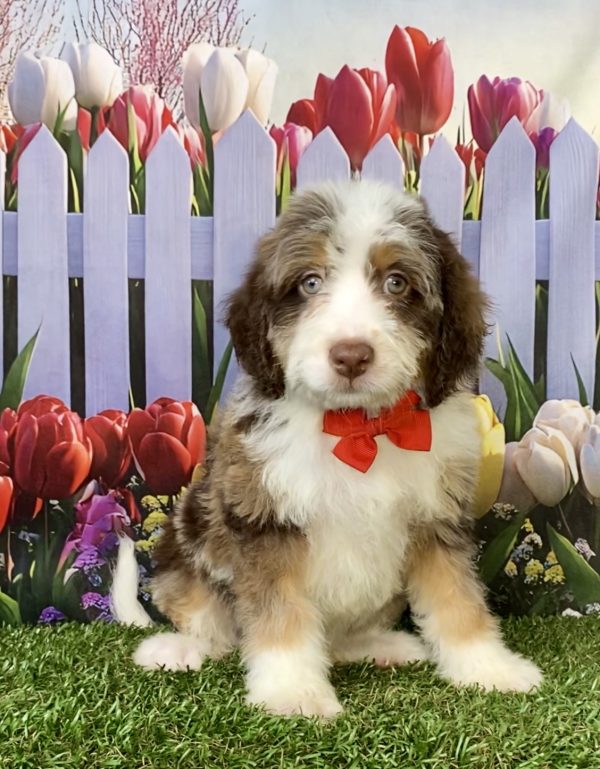 Photo of Mr. Tundra the F2 Mini-Bernedoodle puppy