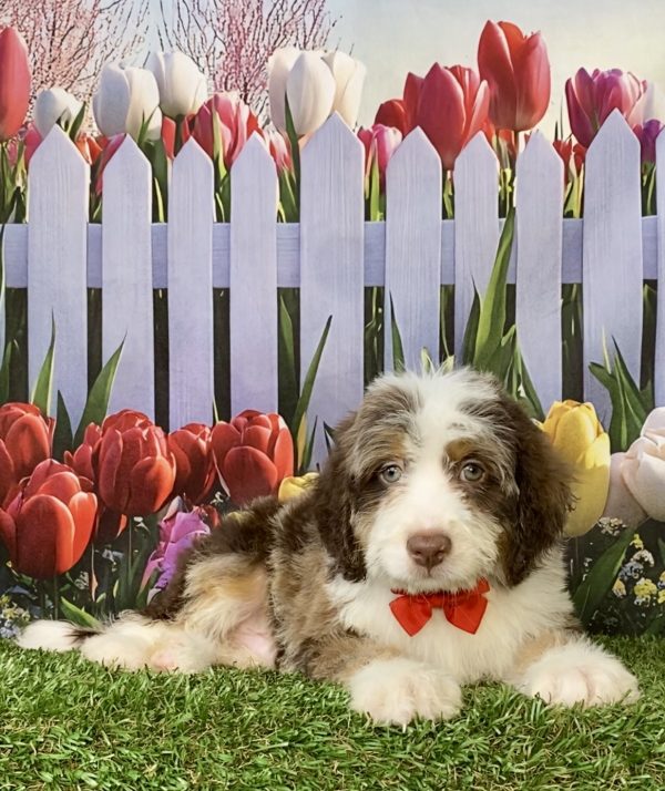 Photo of Mr. Tundra the F2 Mini-Bernedoodle puppy