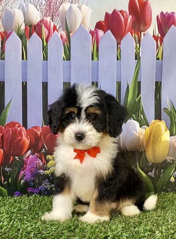 Mr. Wade the F1 Mini-Bernedoodle puppy