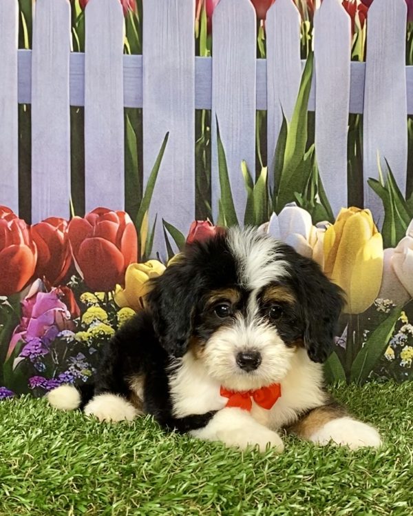 Photo of Mr. Wade the F1 Mini-Bernedoodle puppy