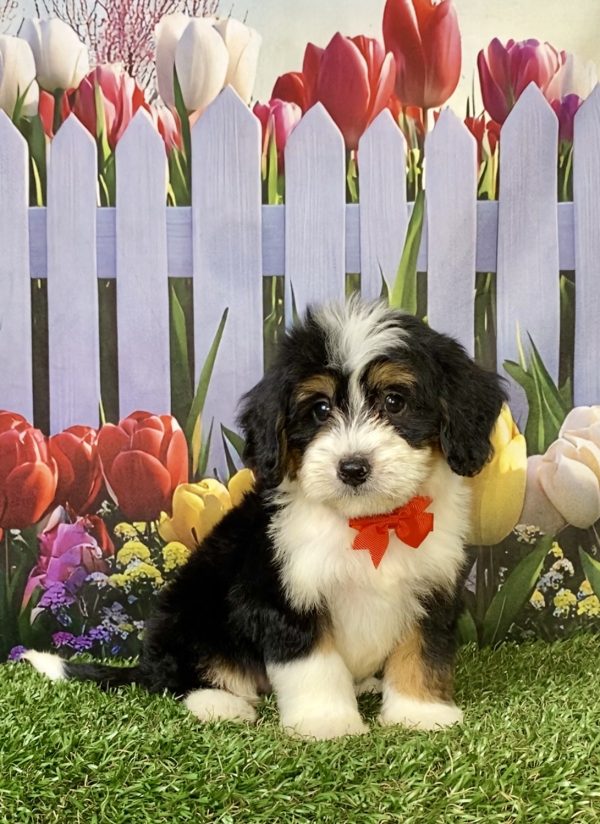 Photo of Mr. Wade the F1 Mini-Bernedoodle puppy