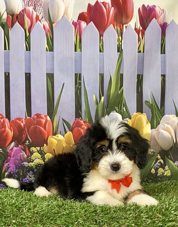 Photo of Mr. Wade the F1 Mini-Bernedoodle puppy