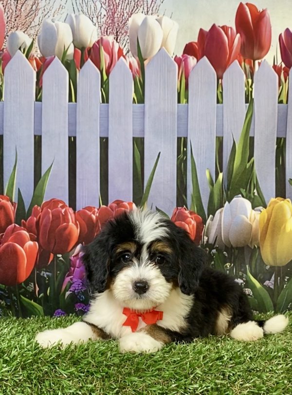 Photo of Mr. Wade the F1 Mini-Bernedoodle puppy