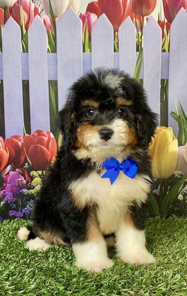 Mr. Waldo the F1 Mini-Bernedoodle puppy