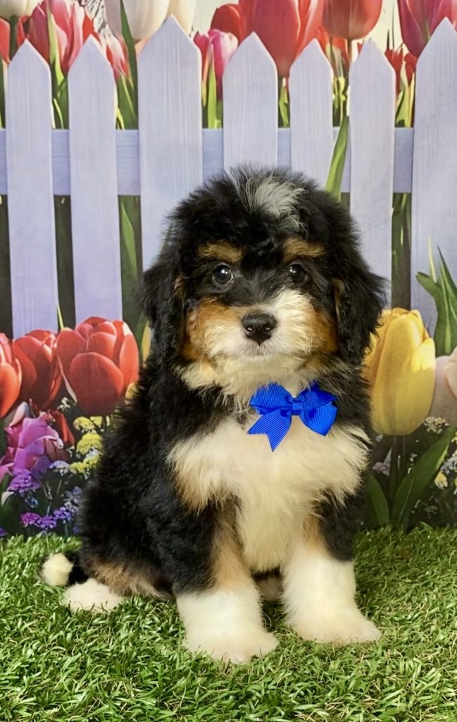 Photo of Mr. Waldo the F1 Mini-Bernedoodle puppy