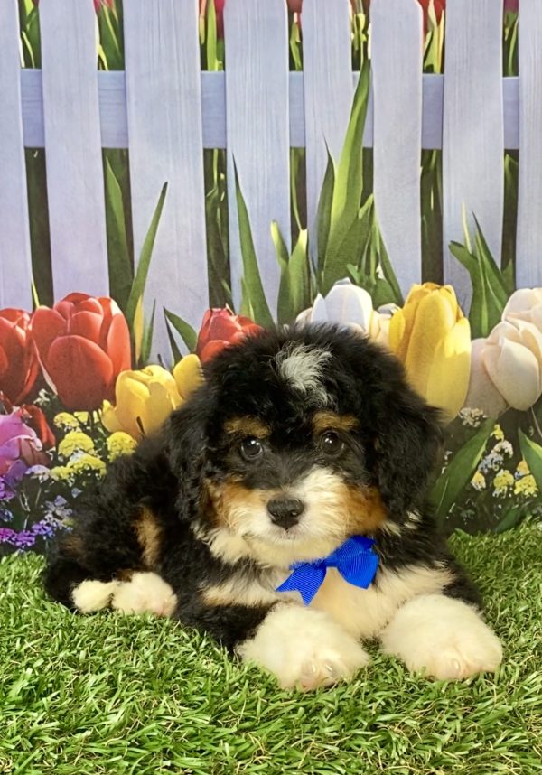 Photo of Mr. Waldo the F1 Mini-Bernedoodle puppy
