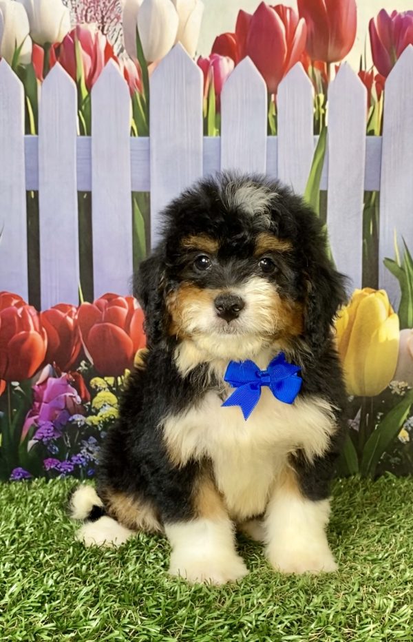 Photo of Mr. Waldo the F1 Mini-Bernedoodle puppy
