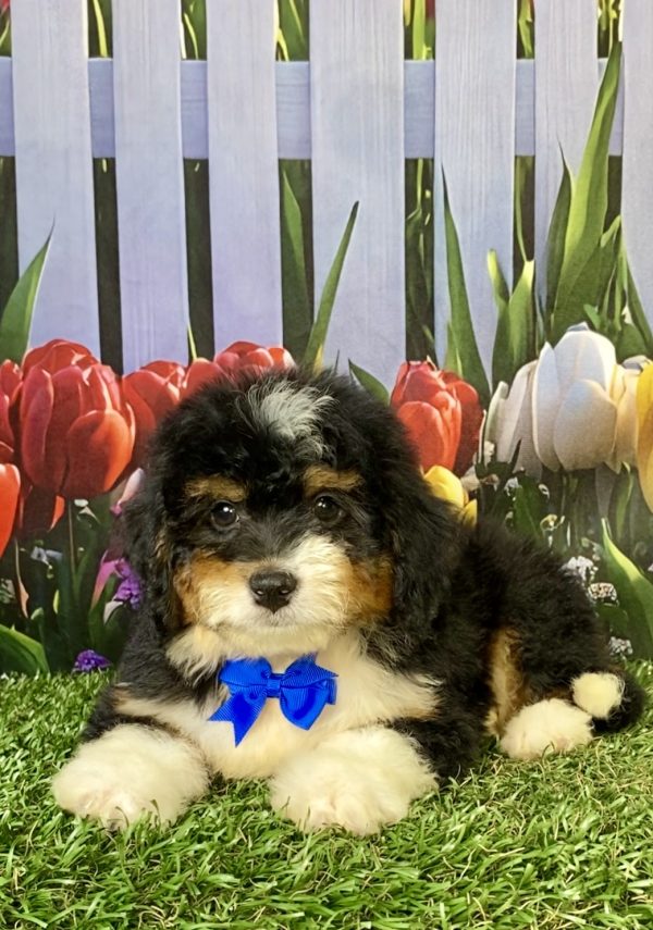 Photo of Mr. Waldo the F1 Mini-Bernedoodle puppy