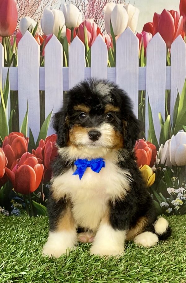 Photo of Mr. Waldo the F1 Mini-Bernedoodle puppy