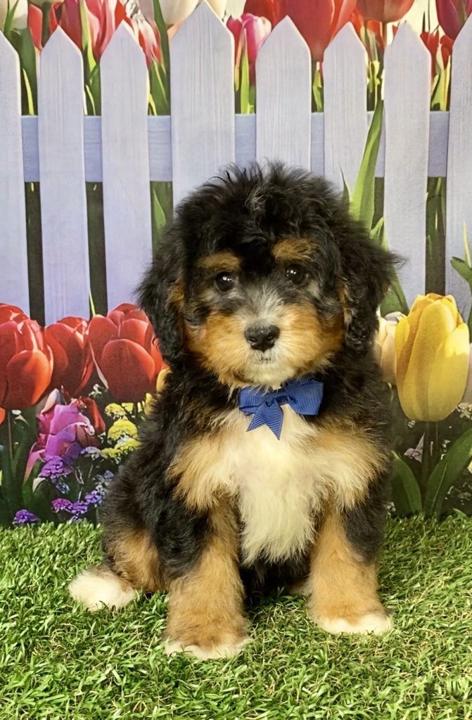 Photo of Mr. Warrior the F1 Mini-Bernedoodle puppy