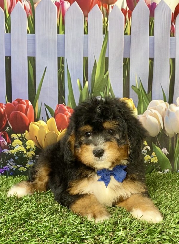 Photo of Mr. Warrior the F1 Mini-Bernedoodle puppy