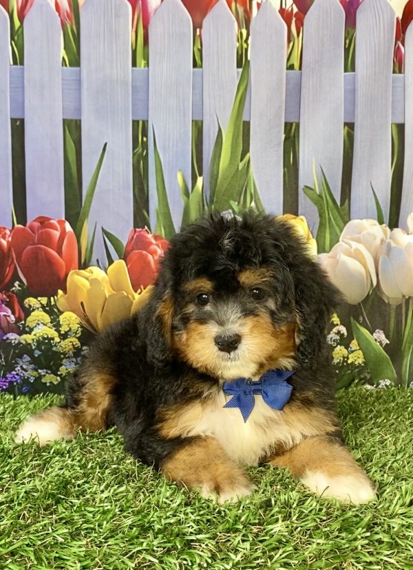 Photo of Mr. Warrior the F1 Mini-Bernedoodle puppy