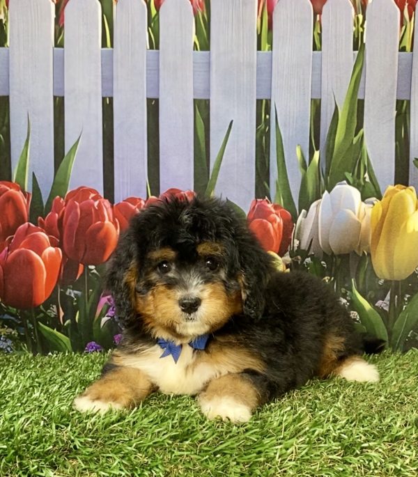 Photo of Mr. Warrior the F1 Mini-Bernedoodle puppy