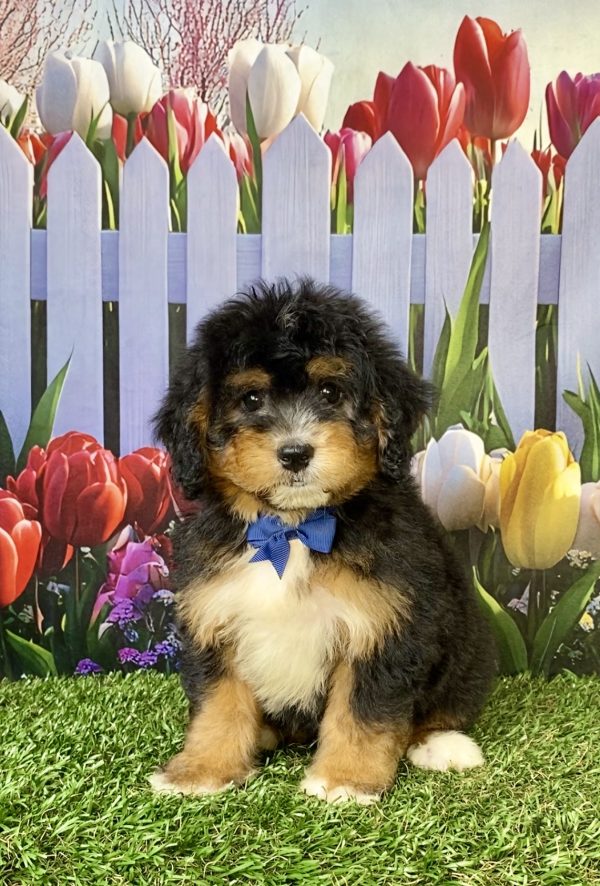 Photo of Mr. Warrior the F1 Mini-Bernedoodle puppy