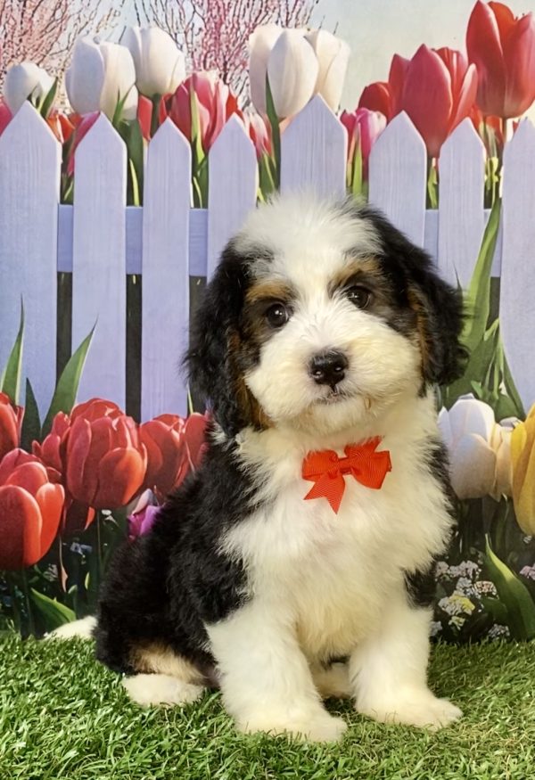 Mr. Wes the F1 Mini-Bernedoodle puppy