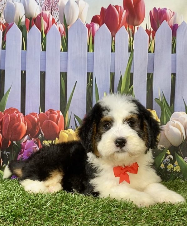 Photo of Mr. Wes the F1 Mini-Bernedoodle puppy